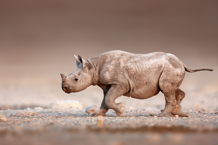 День носорога – 35 великолепных фото