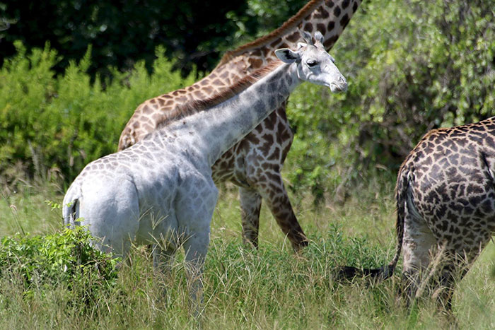 В Танзании замечен жираф с редчайшим окрасом