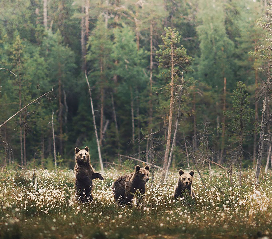 Душа леса. Фотограф Конста Пункка-15