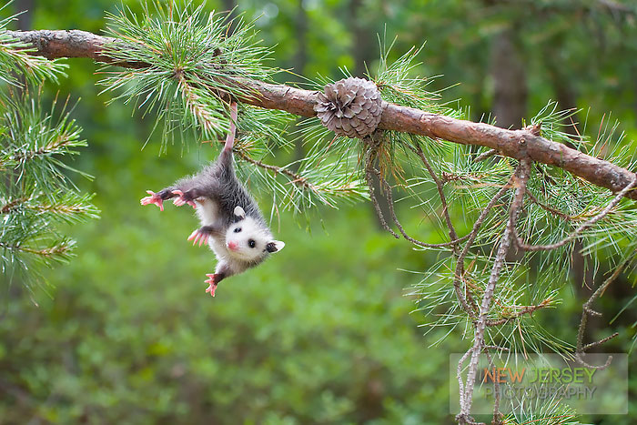 fotografii possumov i opossumov 3