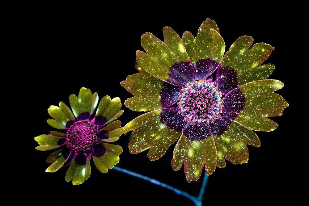 Ослепительные фотографии цветов, освещённых ультрафиолетом, вызывающим их флуоресценцию 1