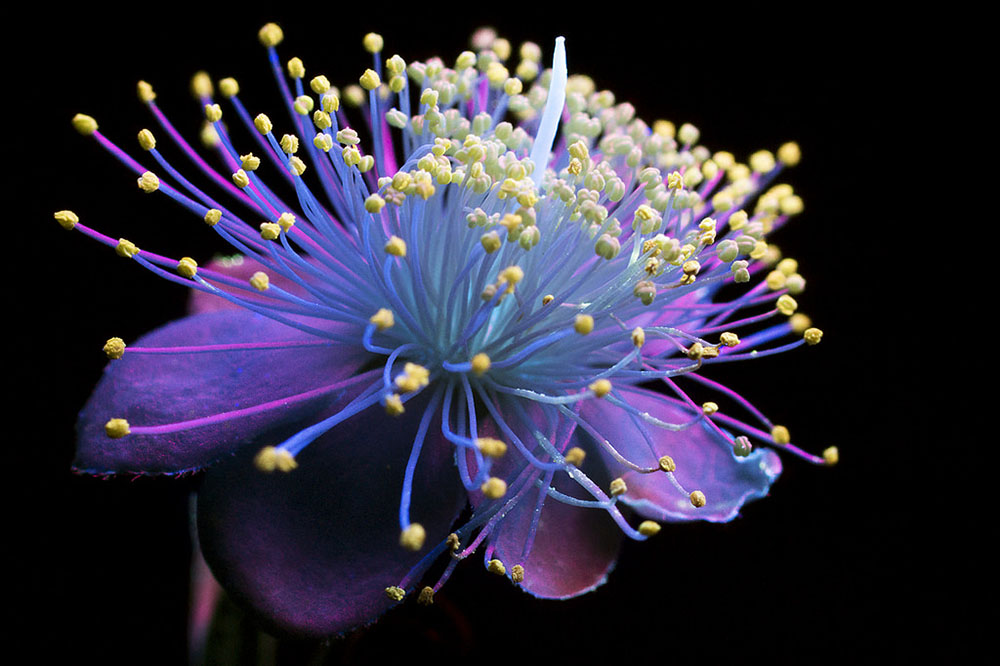 Ослепительные фотографии цветов, освещённых ультрафиолетом, вызывающим их флуоресценцию 2