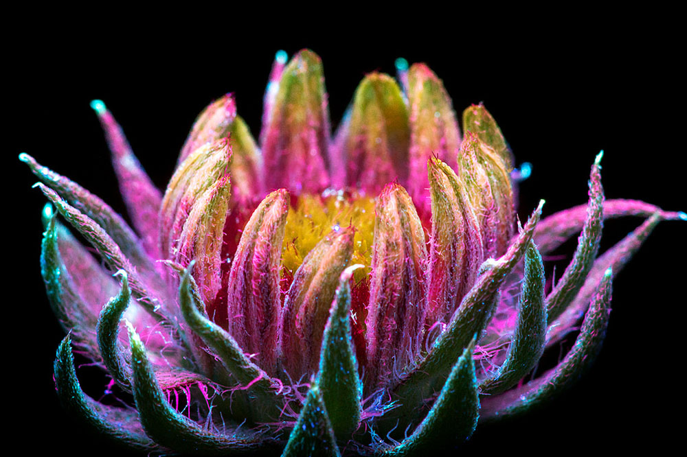 Ослепительные фотографии цветов, освещённых ультрафиолетом, вызывающим их флуоресценцию 3