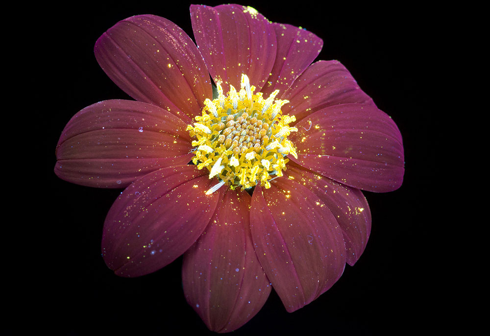 Ослепительные фотографии цветов, освещённых ультрафиолетом, вызывающим их флуоресценцию 5