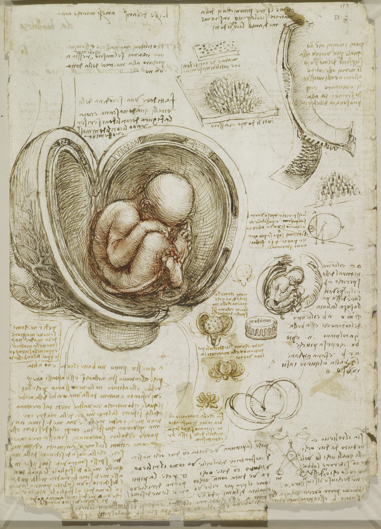 Анатомические рисунки Леонардо да Винчи в оцифрованном виде - 1