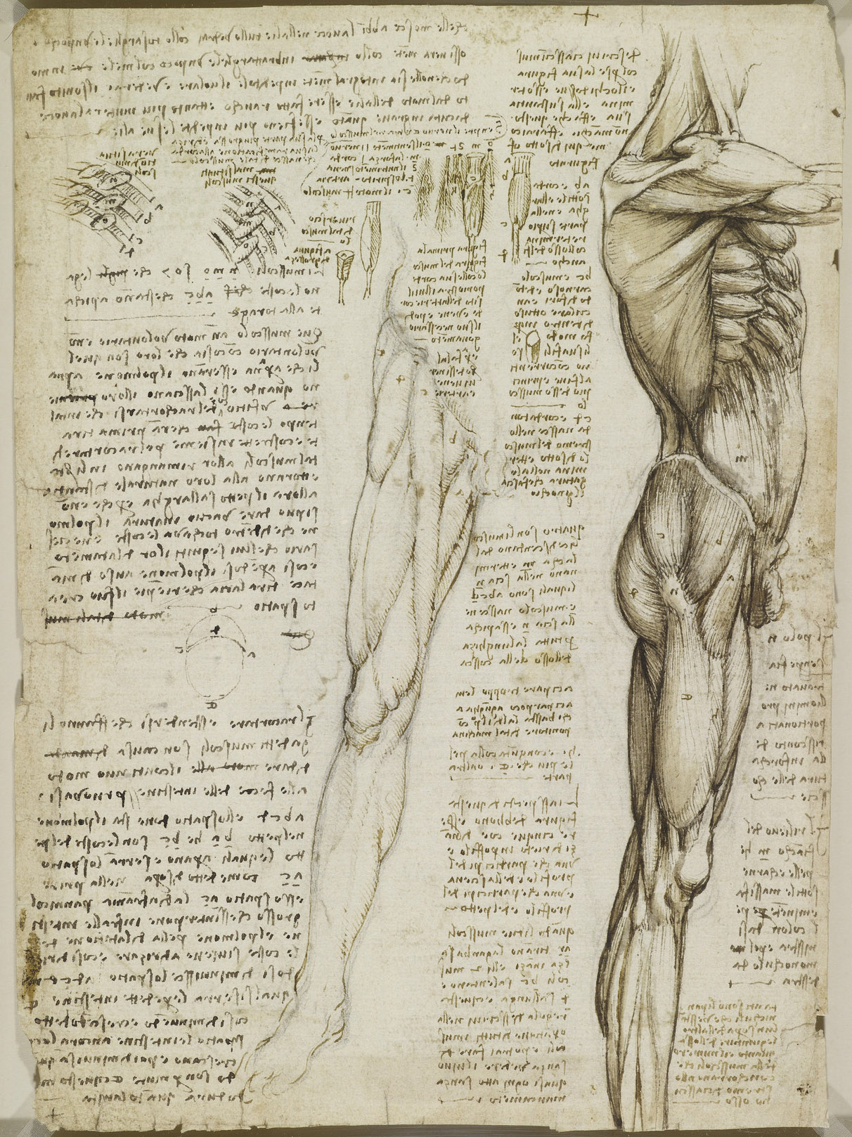 Анатомические рисунки Леонардо да Винчи в оцифрованном виде - 18