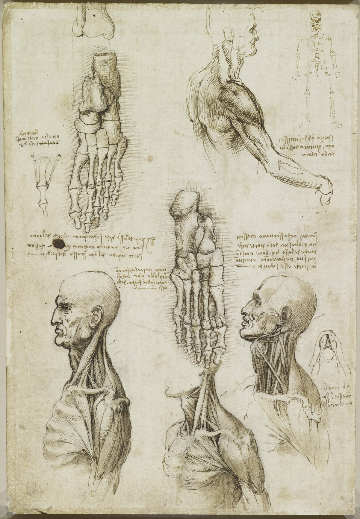 Анатомические рисунки Леонардо да Винчи в оцифрованном виде - 20