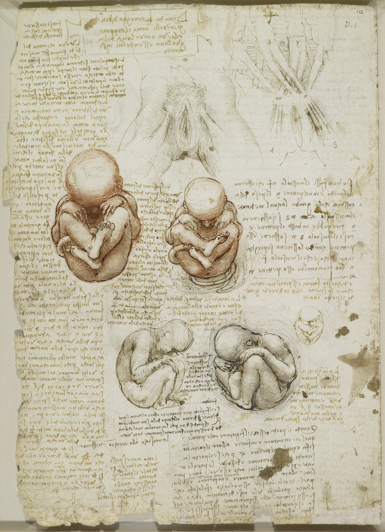 Анатомические рисунки Леонардо да Винчи в оцифрованном виде - 21
