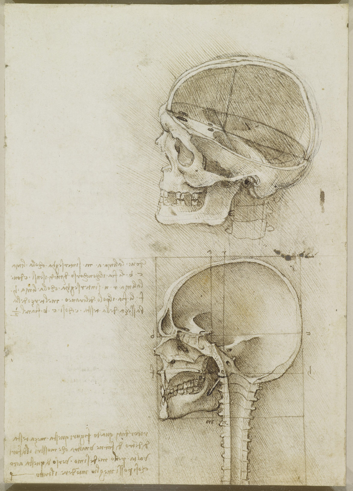 Анатомические рисунки Леонардо да Винчи в оцифрованном виде - 4