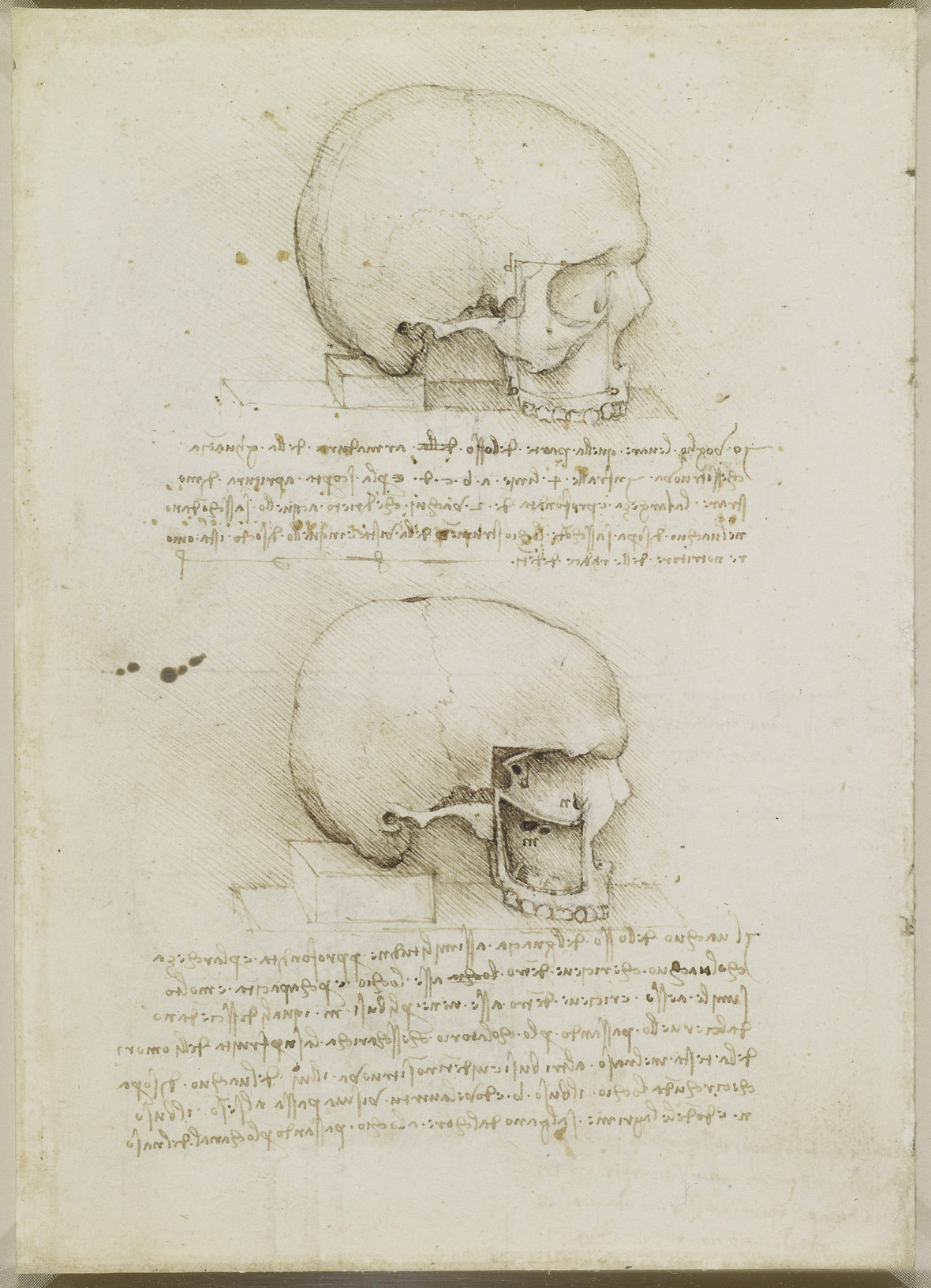 Анатомические рисунки Леонардо да Винчи в оцифрованном виде - 5