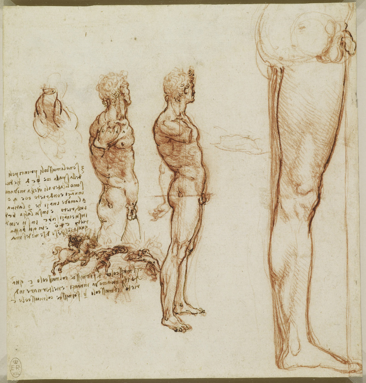 Анатомические рисунки Леонардо да Винчи в оцифрованном виде - 6