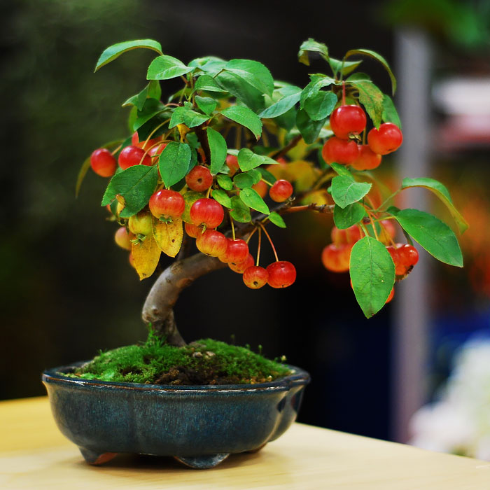 iskusstvo bonsay foto 15