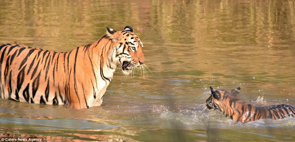 tigritsa kupaet tigrenka foto 2
