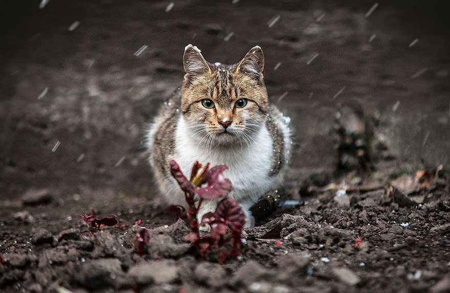 портреты животных фотографа Сергея Полюшко 16