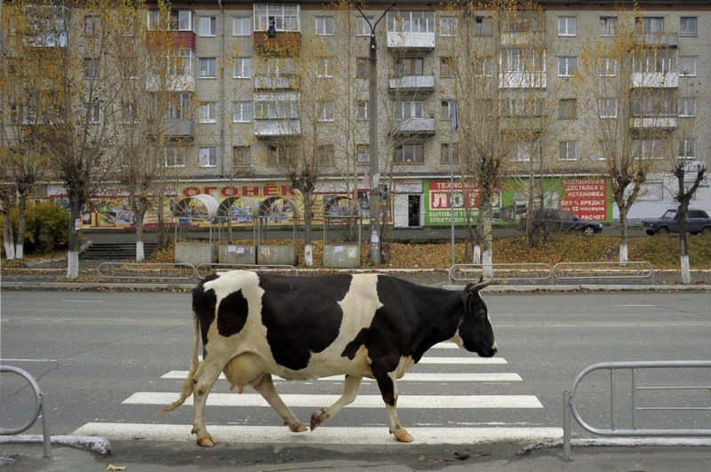 Alexandr Petrosyan 8