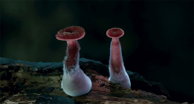 Невероятный таймлапс о ночной жизни редких грибов 2