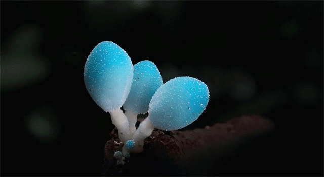 Невероятный таймлапс о ночной жизни редких грибов 4