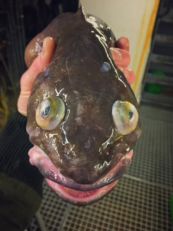 Фото самых странных рыб 17