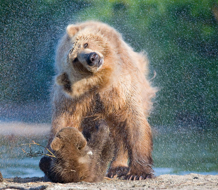 Невероятные фотографии медведей 18