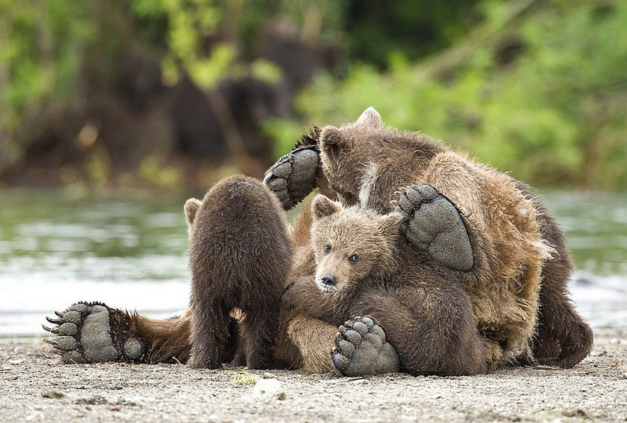 Невероятные фотографии медведей 6