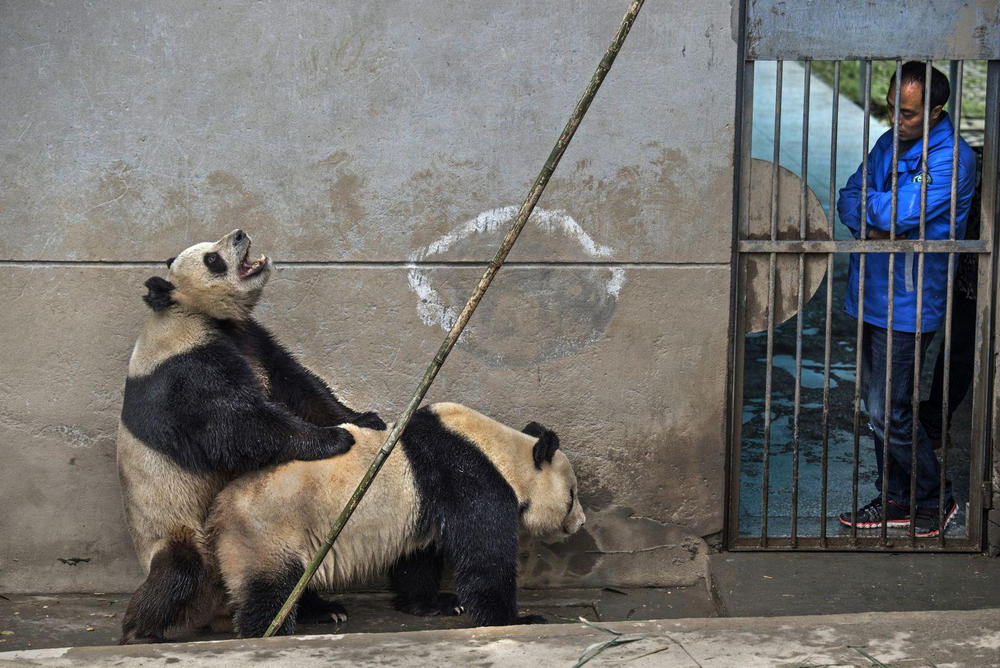 Делаем панду дикой, Волун (заповедник), Китай - 5