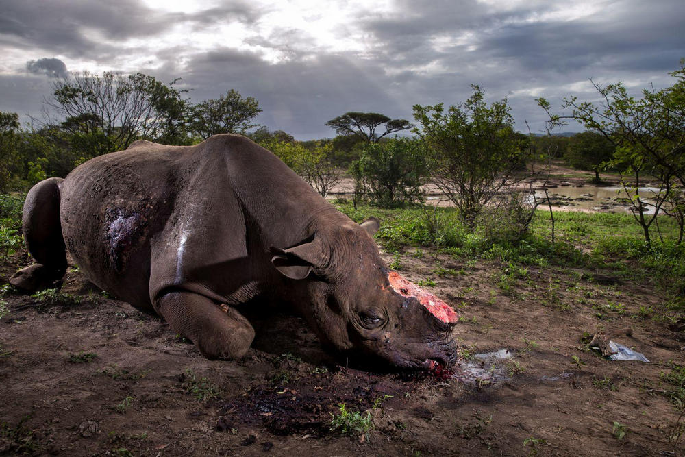 Носорожьи войны, Хлухлуве, Южная Африка - 9