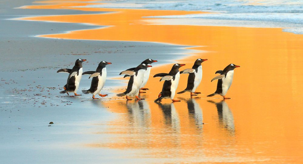 pingviny Atlanticheskiy okean foto