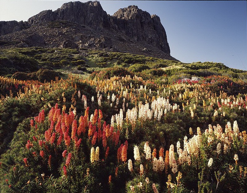 Первобытная красота Тасмании в пейзажных фотографиях Питера Домбровскиса  2