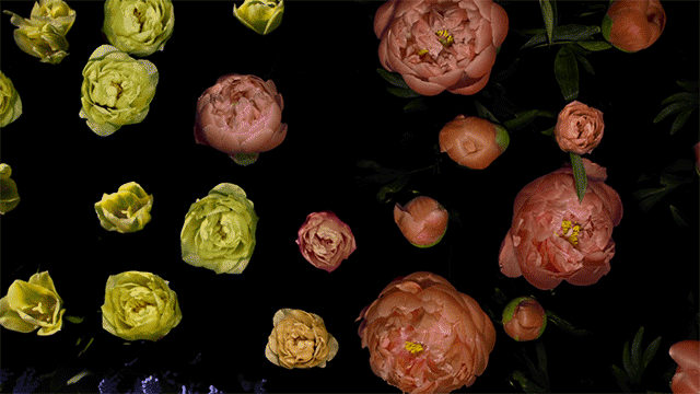«Весна»: цветочный таймлапс, на съёмку которого ушло три года  1