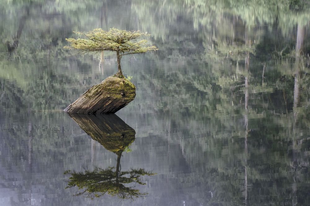дерево на сказочном озере