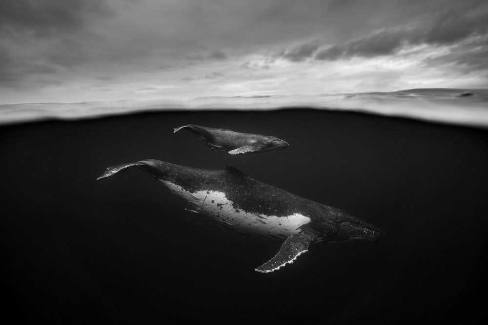 «Гиганты»: поразительные фотографии горбатых китов. Джем Крессвелл 2