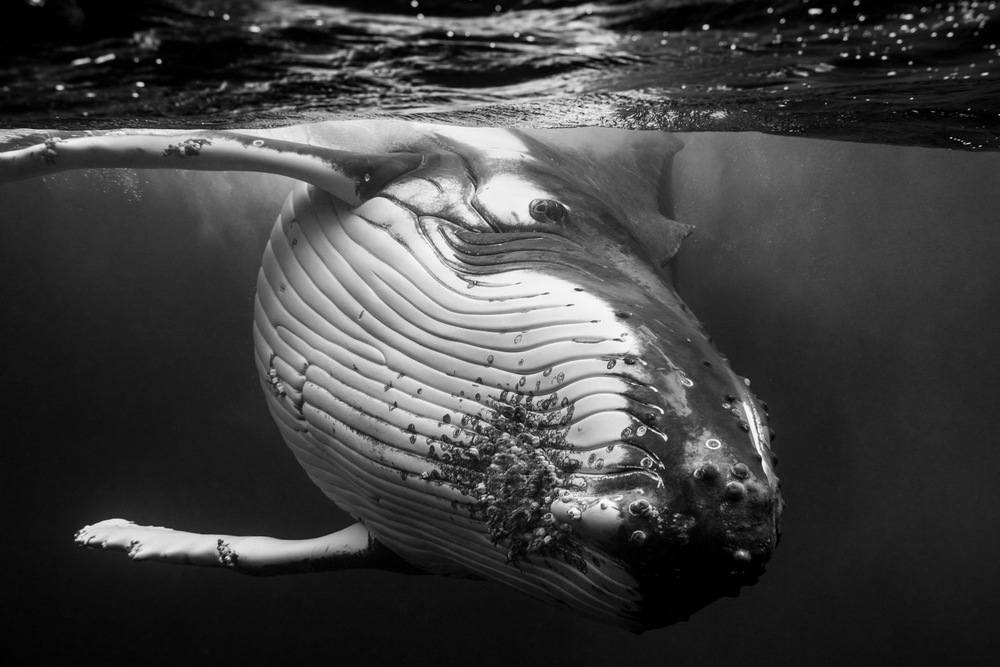 «Гиганты»: поразительные фотографии горбатых китов. Джем Крессвелл 4