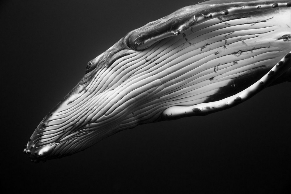 «Гиганты»: поразительные фотографии горбатых китов. Джем Крессвелл 7