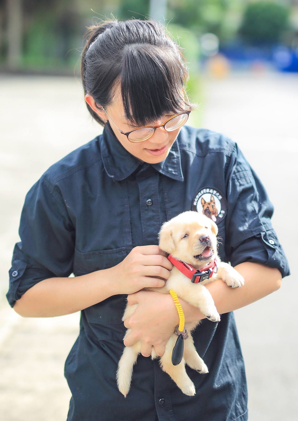 In Taiwan, there were recruits police - Labrador puppies 2