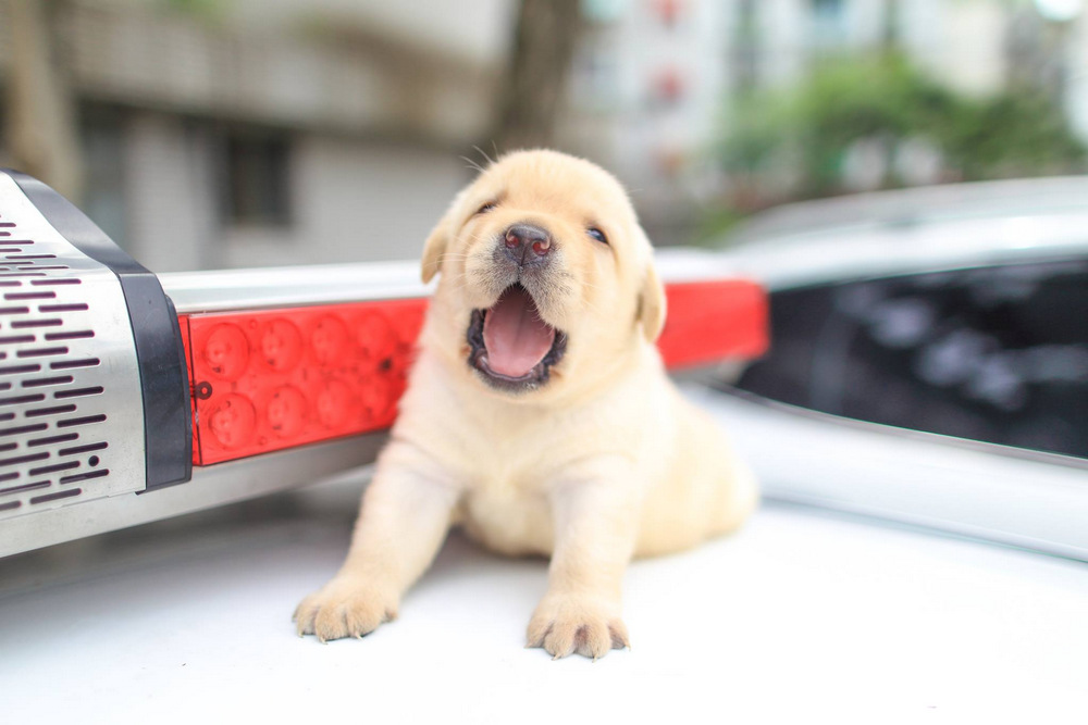 In Taiwan, there were recruits police - Labrador puppies 5