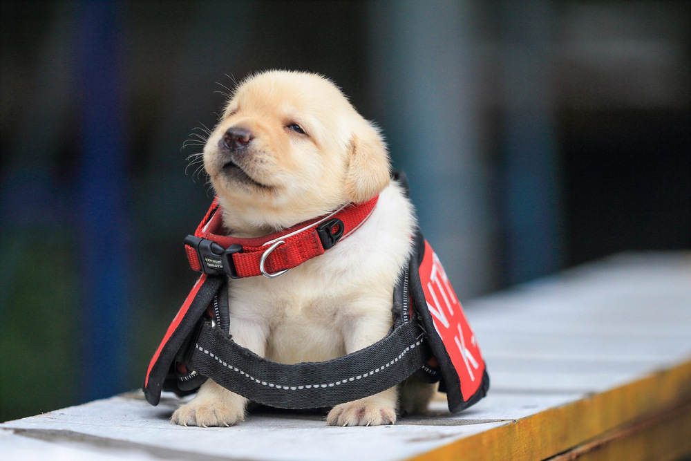 In Taiwan, there were recruits police - Labrador puppy 7
