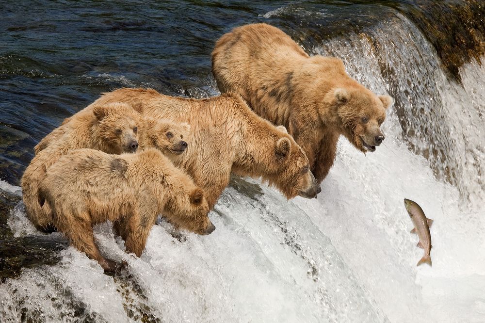 Медведи рыбачат на Аляске