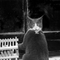 Хроники Эрни – мемуары фотографа, посвящённые коту