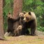 Из жизни медведей в финских лесах. Фотограф Валттери Мулкахайнен 