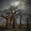 «Алмазные ночи» Бет Мун – самые старые деревья под звёздным небом
