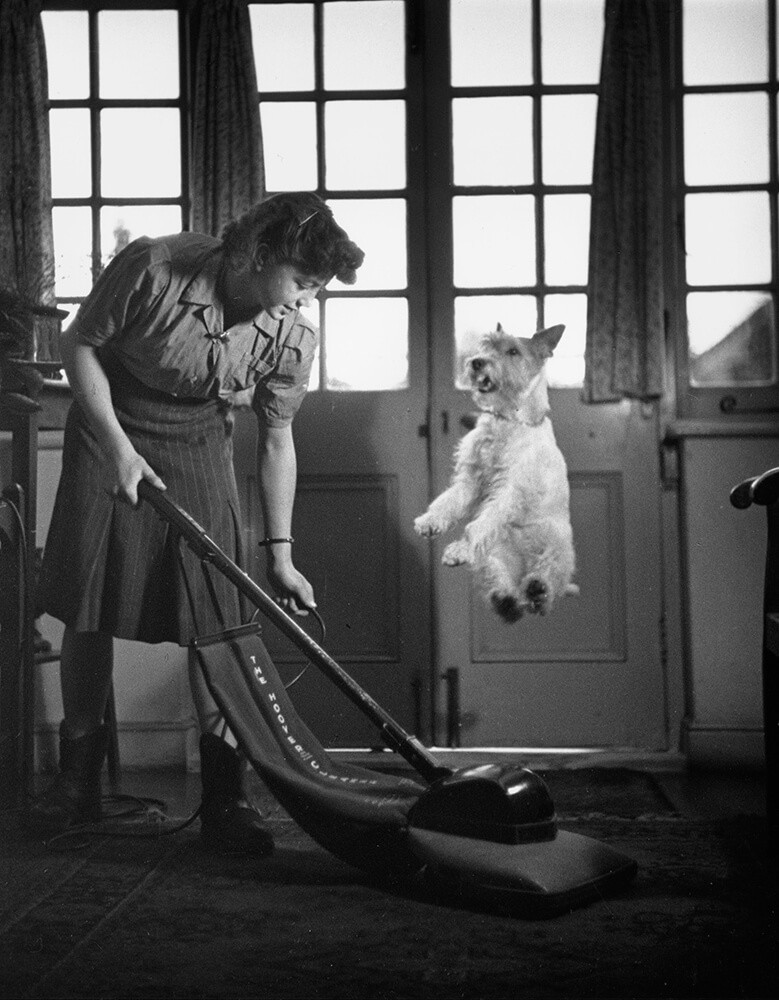 Жесткошёрстный фокстерьер Аста подпрыгивает, спасаясь от пылесоса, 1949. Автор Курт Хаттон