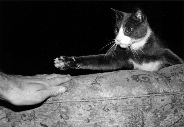 Игра с котом, от которой остаются шрамы. Автор Тони Мендоса