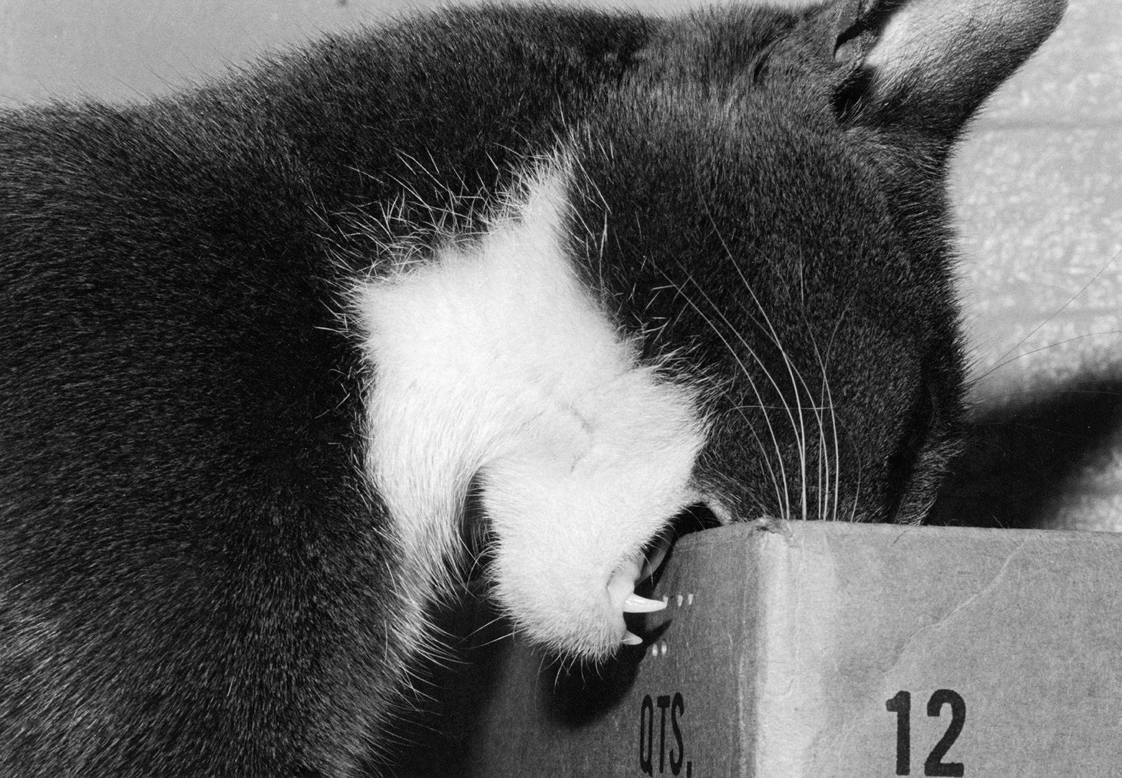 Кот недоволен коробкой. Автор Тони Мендоса