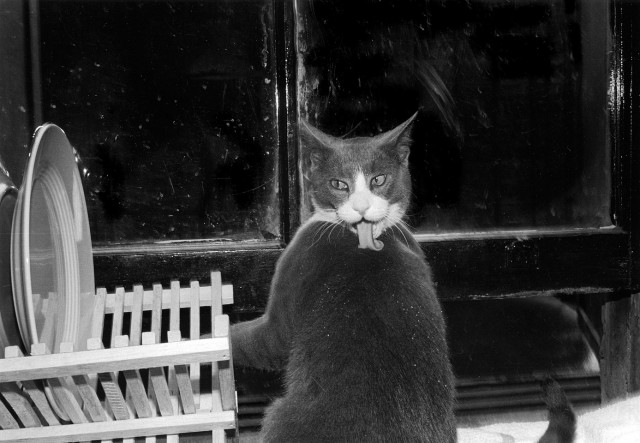 Хроники Эрни – мемуары фотографа, посвящённые коту 