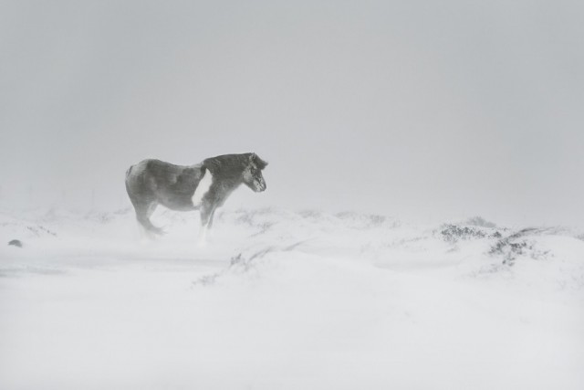 Horse and Blizzard in Iceland, 2018. Author Christoph Jacques