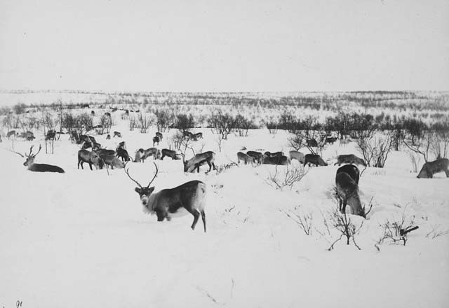 Пейзаж с северными оленями. Автор Софус Тромгольт