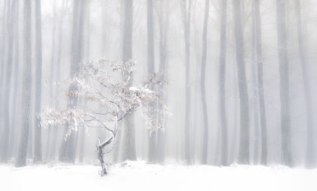 Ранняя зима в лесах Словакии, 2019. Автор Петер Свобода