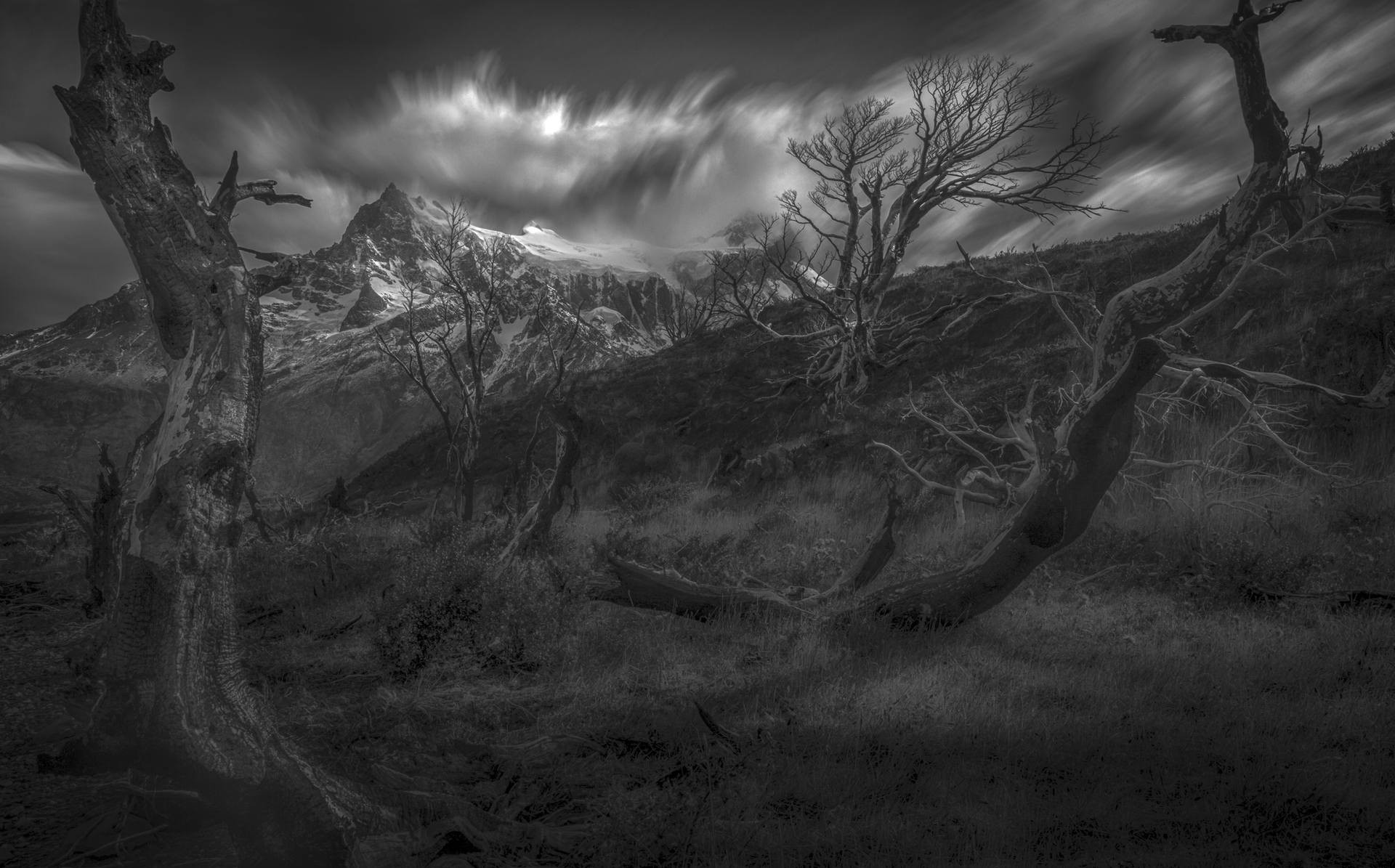 Деревья в национальном парке Торрес-дель-Пайне, Чили. Автор Петер Свобода