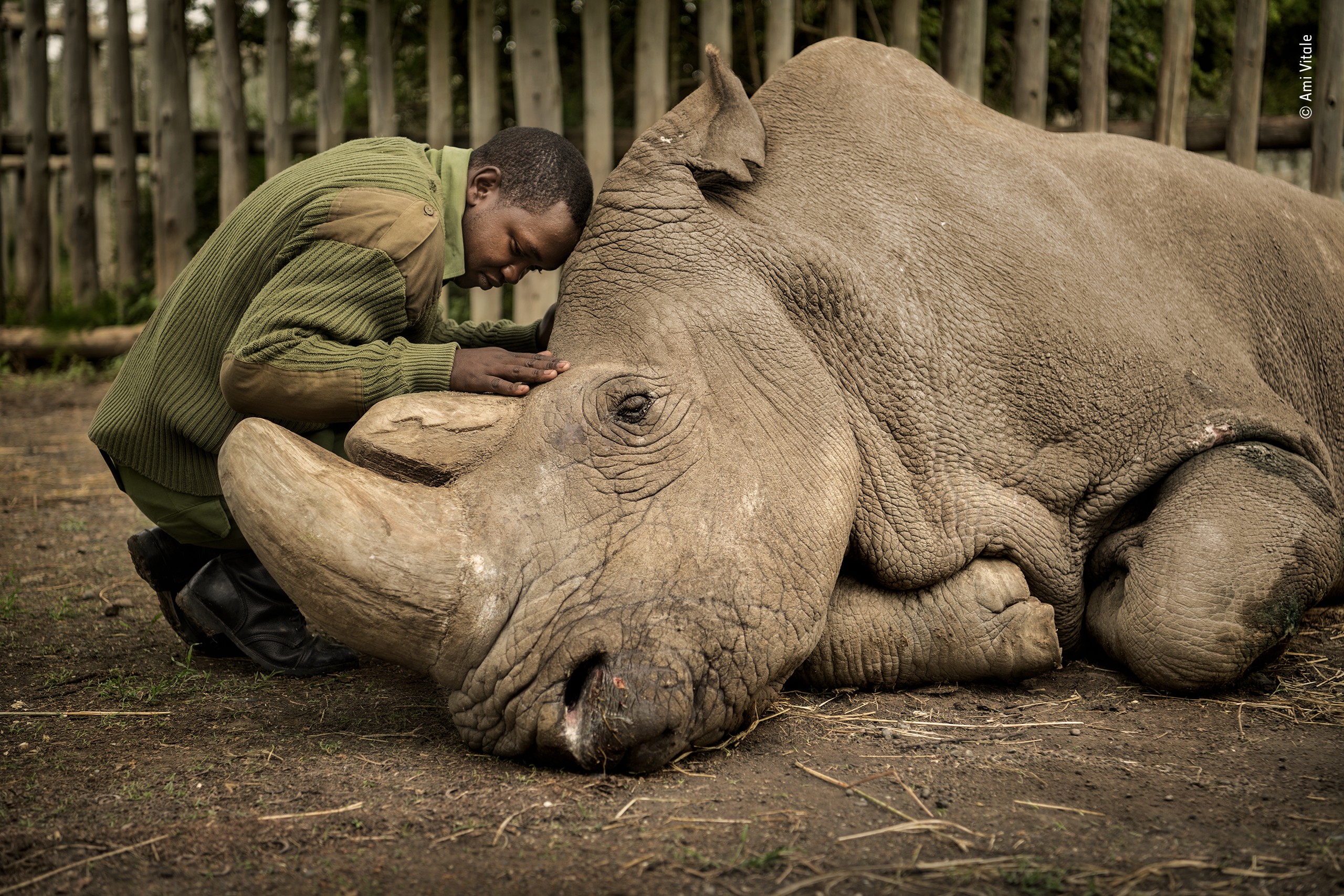 Прощание с последним самцом северного белого носорога. Фотограф Ами Витале