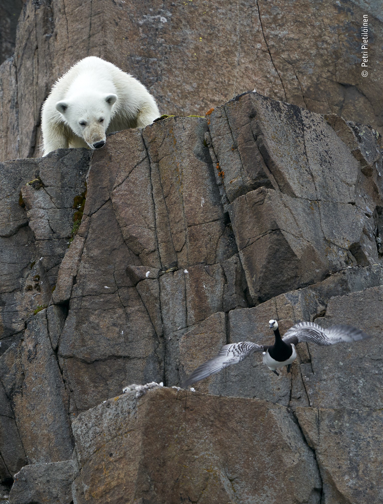 Белая угроза. Медведь и всполошенная птица, Шпицберген. Фотограф Петри Пиетиляйнен